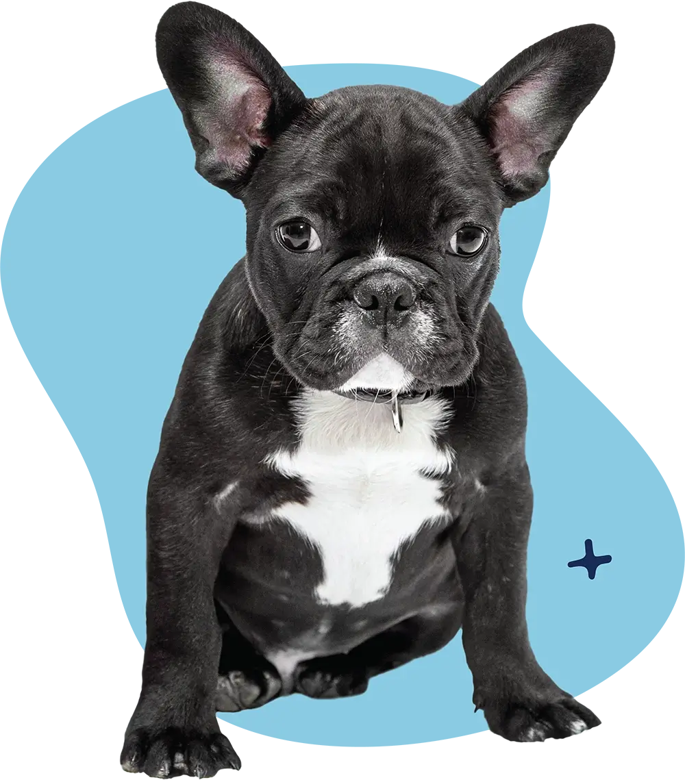 DoggyFontein Dog Grooming